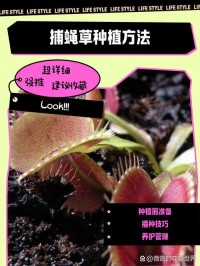 捕蝇草繁殖方法？分株与播种