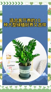 绿植养护：让客厅更有生机的大型植物推荐
