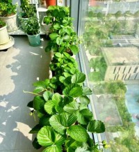 阳台种草莓？挂盆种植节省空间！