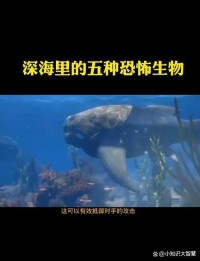 深海生物的生存奇迹
