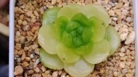 多肉植物化水？切除「化水叶片 + 杀菌」