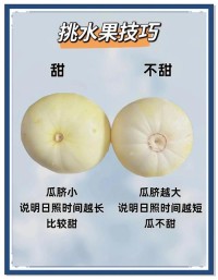 挑选成熟香甜瓜类的窍门