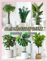 家居绿植摆放风水，让你的家更旺运！