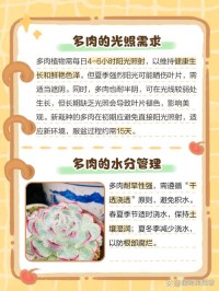 多肉植物光照优化！不同品种的需求差异