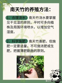 绿植养护浇水？见干见湿是原则！
