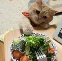 猫咪便秘？喂食「南瓜 + 橄榄油」