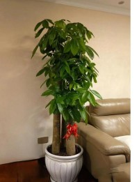 家居绿植摆放，风水提升运势