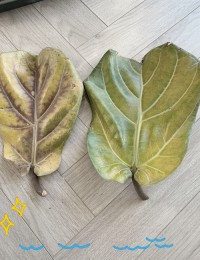 琴叶榕掉叶？保持「通风 + 控水」